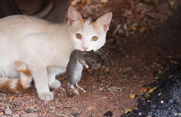 cat eating rat