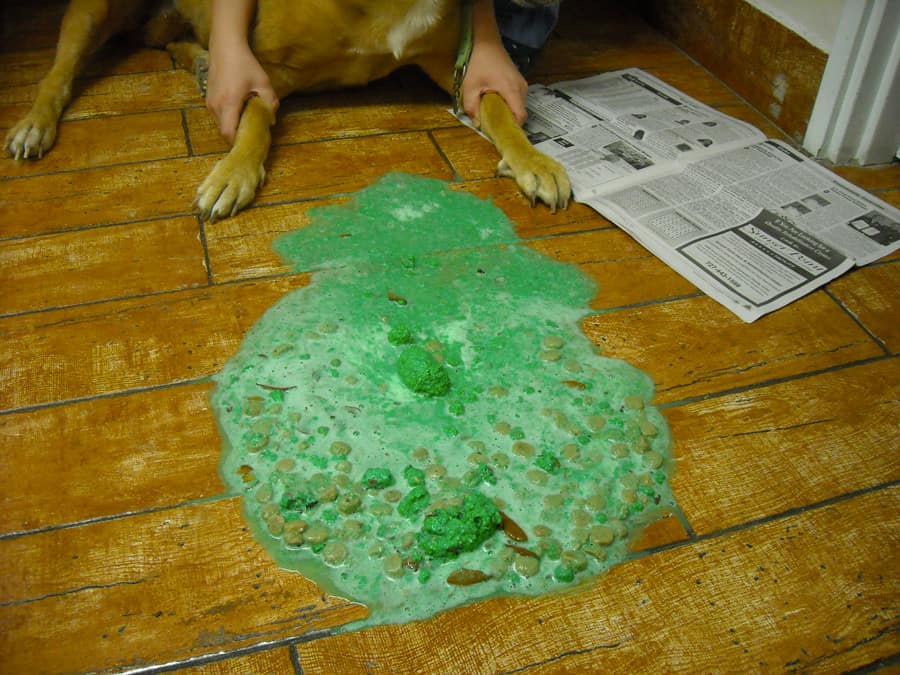 dog being sick from rat poison