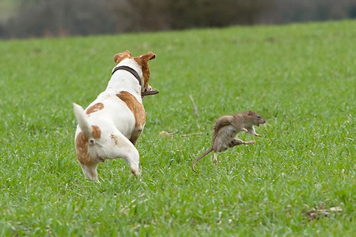 get a dog or cat to catch rats for your own pest control