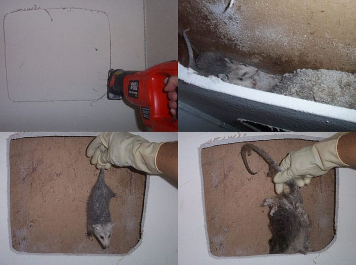 how to remove a dead rat in the wall of your home