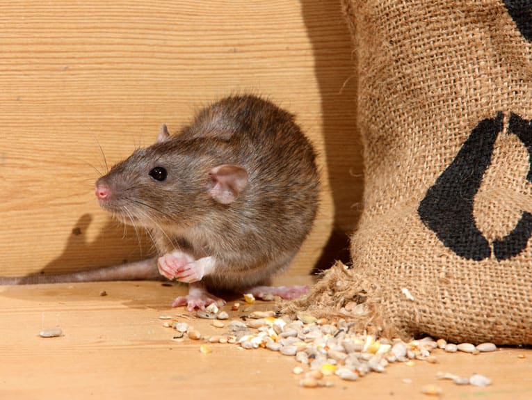 keep bird seed away from rats in glass or metal containers