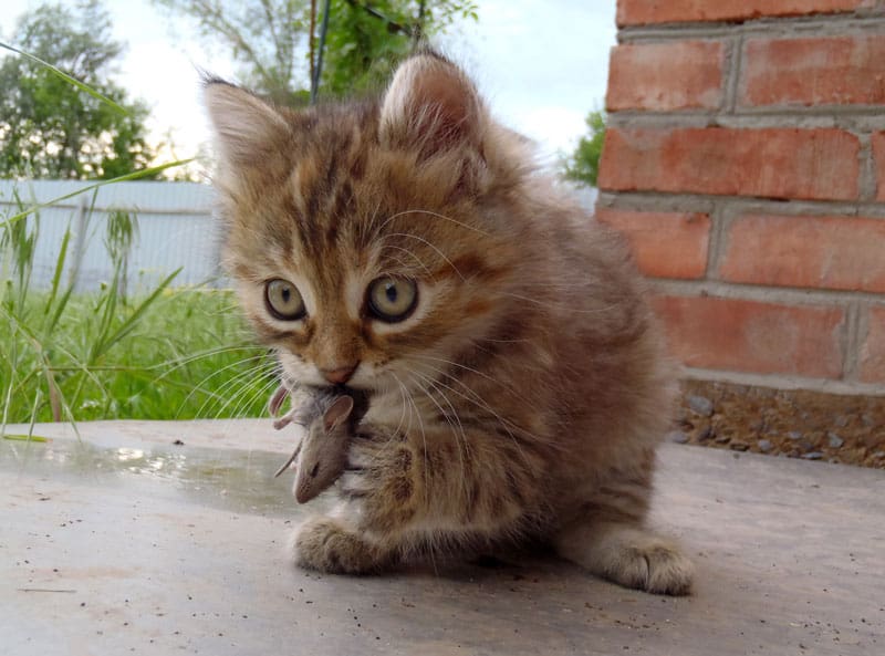 kitten with a rat