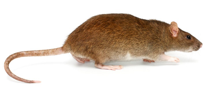 Norway Rat