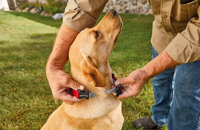 putting on a dog flea collar