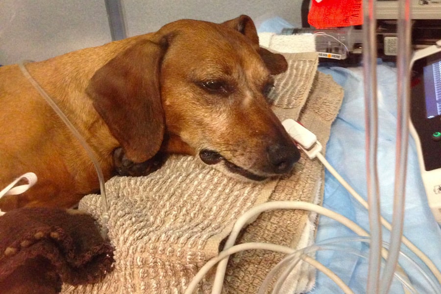 Poorly dog being treated for rat poison