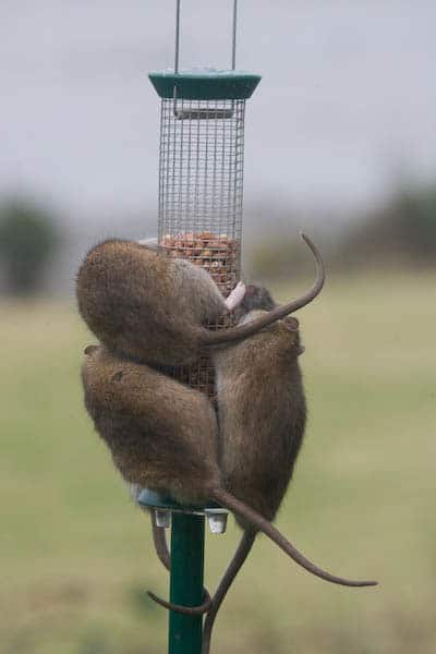 stop rats on your bird feeder