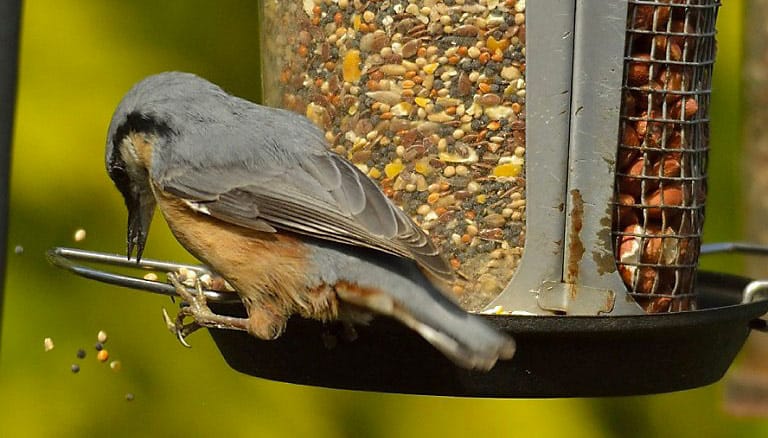 stop bird seed feeding rats