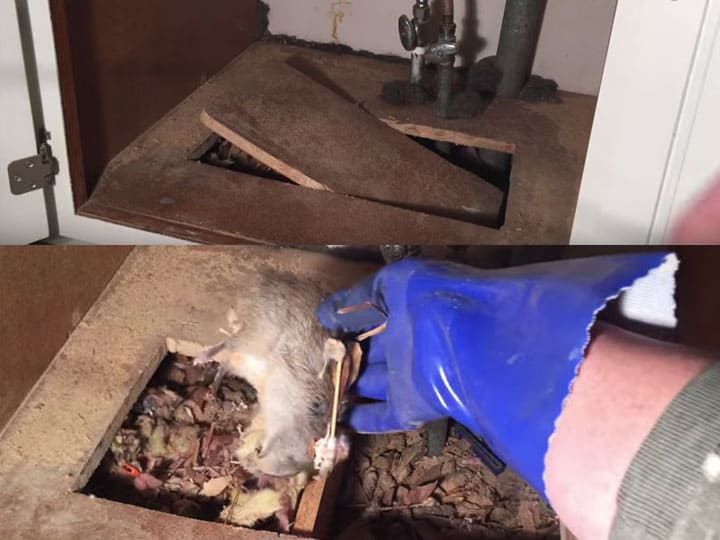 wear gloves to dispose of dead rats