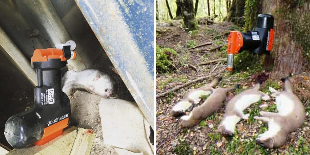 A24 rat trap review by goodnature new zealand