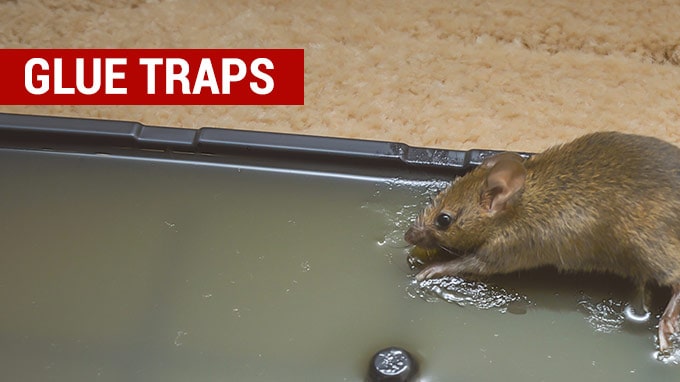 the best glue rat traps