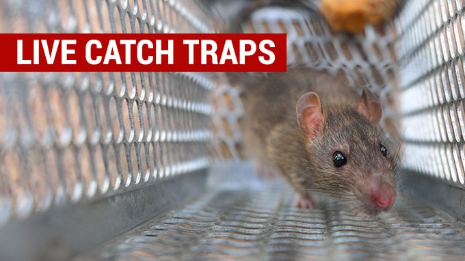 best live catch rat traps