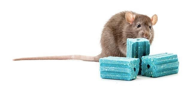 best rat poison reviews and recommendations