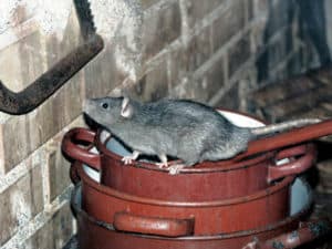rat about to climb wall