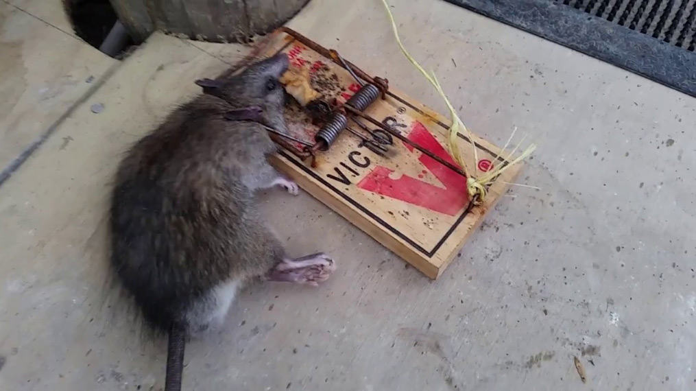 rat caught in victor snap trap