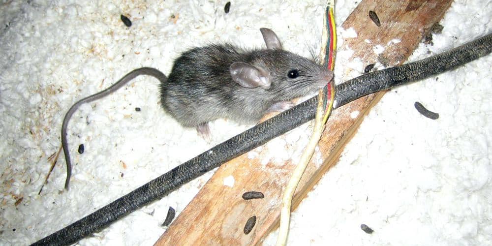 rat gnawing electric wire in attic