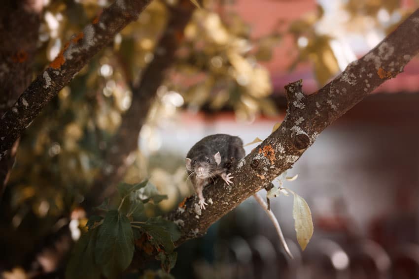 rats climbing branches to reach walls