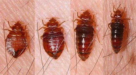 bed bugs feeding