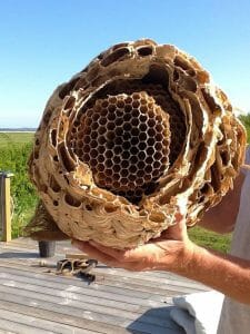 wasp nest