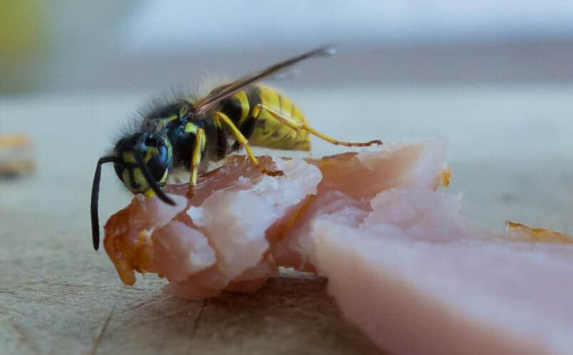 wasps on meat at a bbq