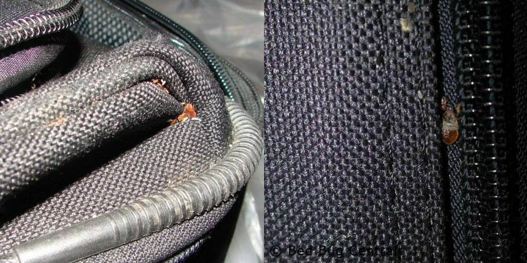 photos of bed bugs on suitcase when travelling