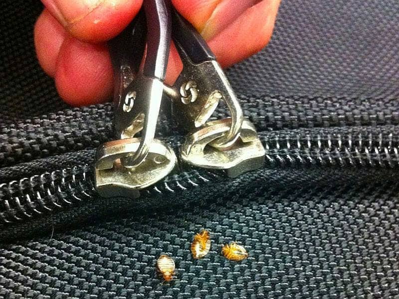 bed bugs on a suitcase