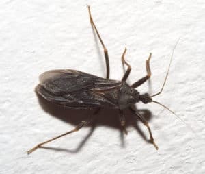 Reduvius personatus bed bug predator