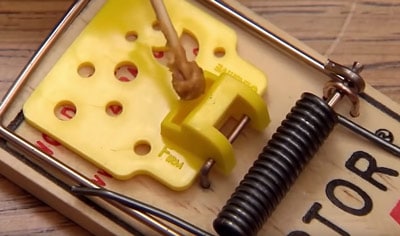 how to bait mouse traps