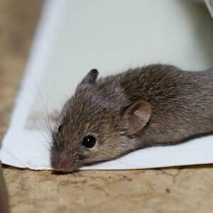 mouse stuck in glue trap