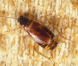 oriental cockroach eats bed bugs