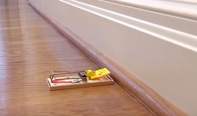 best place to put snap traps for mice