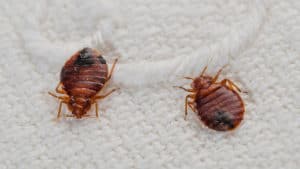 lysol spray for killing-bed bugs