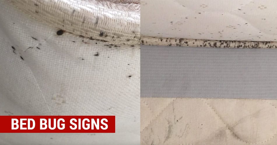 signs of bed bugs
