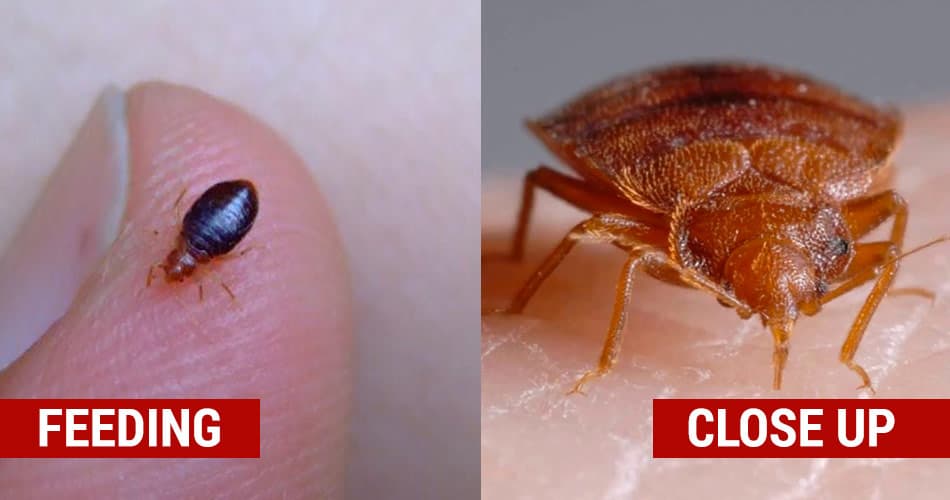 what do bed bed bugs look like