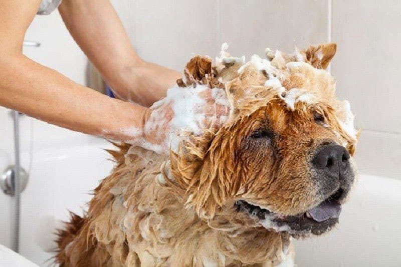 bed bug dog shampoo