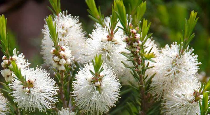 melaleuca alternifolia tea tree