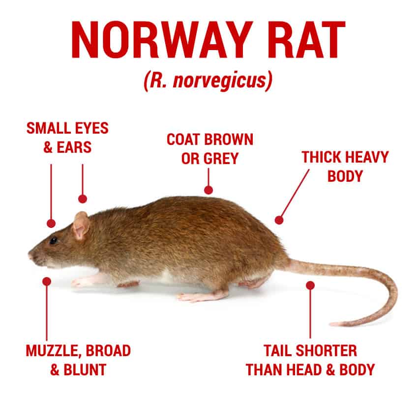 Norwat Rat