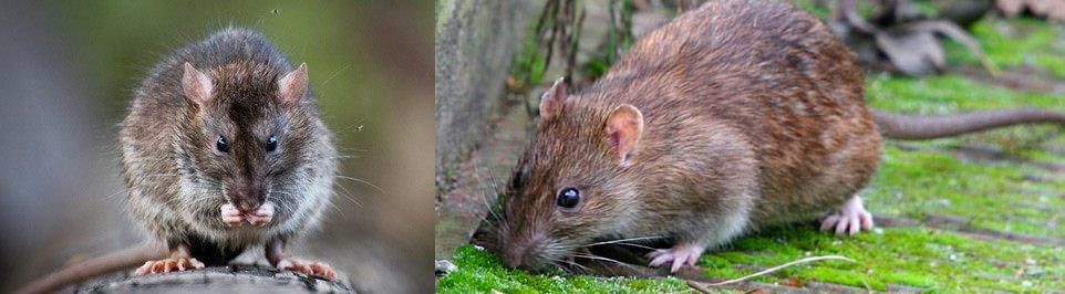 Norway Roof Rats are smart and hard to catch