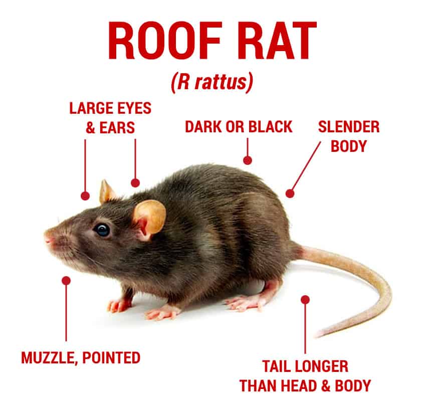 How to get rid of Roof Rats