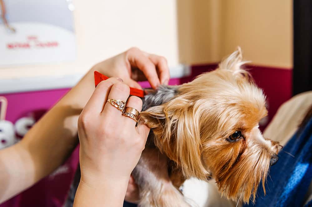 Treatment of dog lice