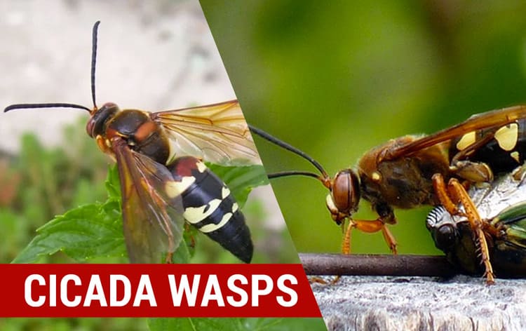 cicada wasps
