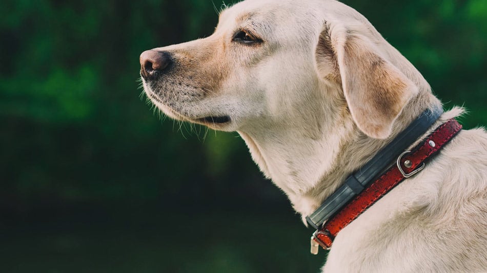 do dog flea collars work