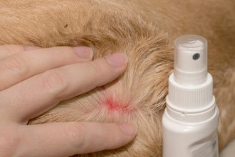 use a flea spray for dogs