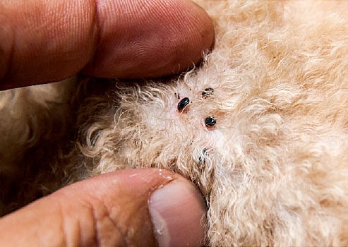 flea collars can help repel fleas and ticks