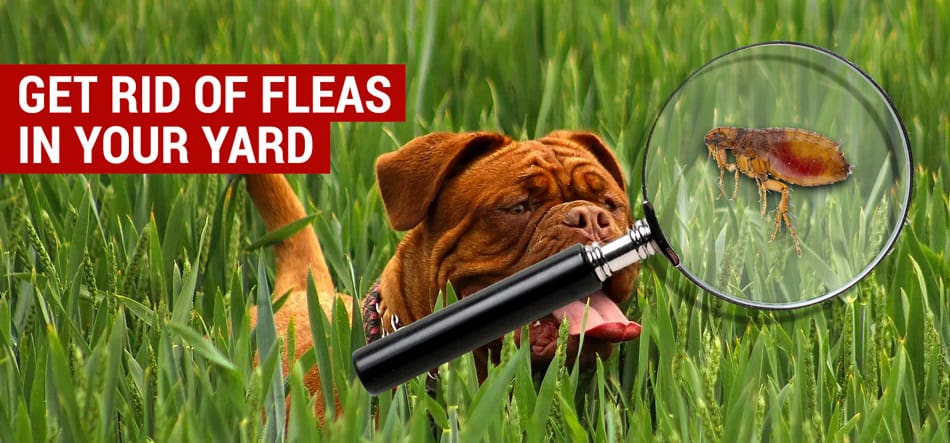 get rid of fleas in your yard naturally