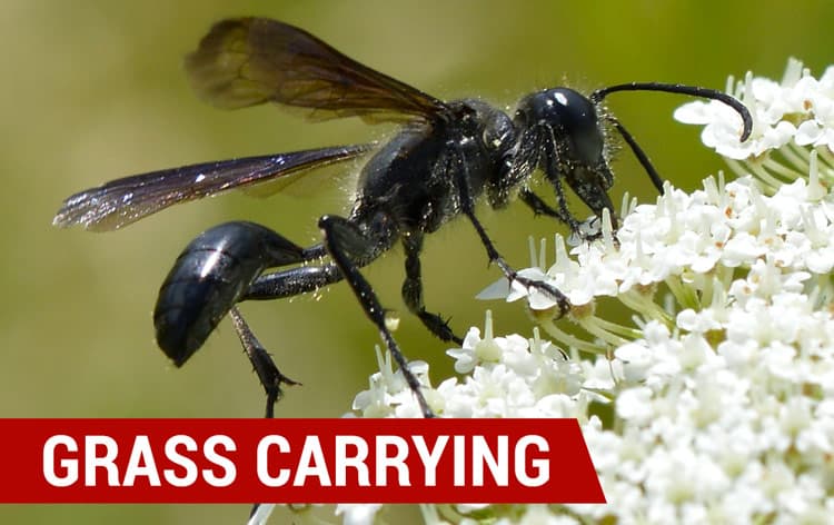 how to identify grass carrying wasps
