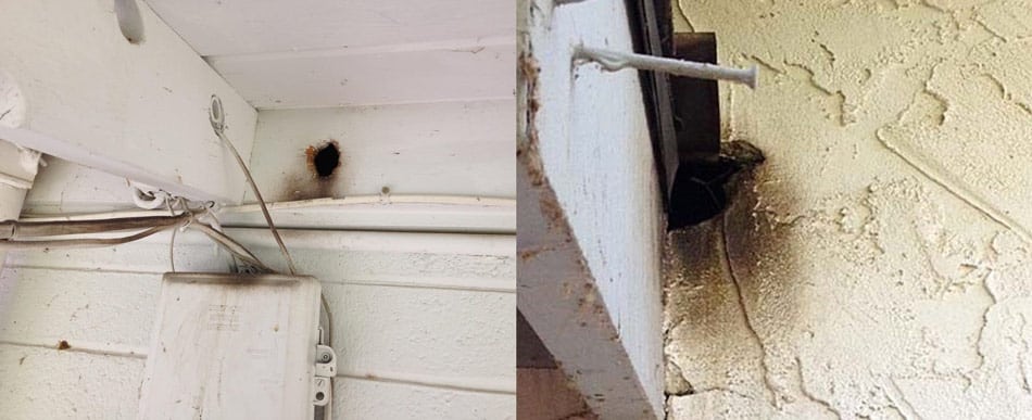 grease rubs signs of rat activity