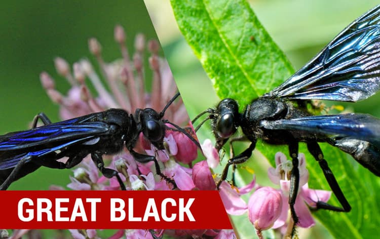 great black wasps