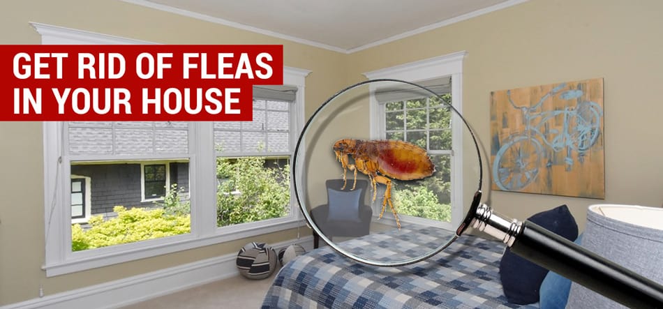 how to get rid of fleas in your house