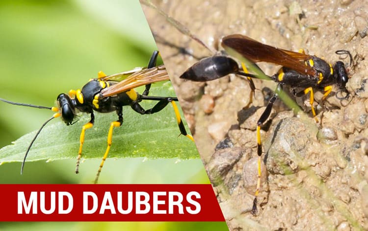how to identify mud daubers