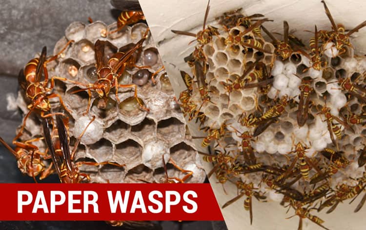 how to identify paper wasps